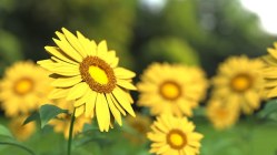 sunflower-1421011__340